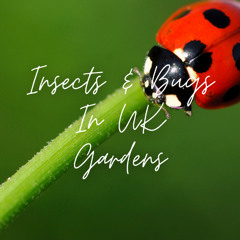 Insects & Bugs In UK Gardens
