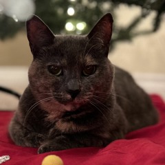 Missed This Christmas