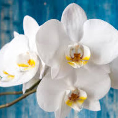 Orchidaceae ( Performed by Alisa Wunder )