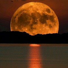 Moonlight  Stroll