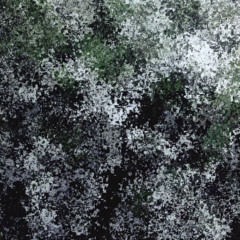 Deutzia in full white