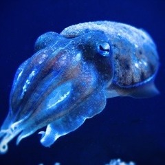 Cuttlefish Wub