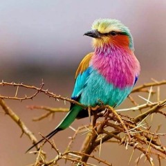 نهاوند نادر الأسطورة ⭐🔥 مصطفى إسماعيل والذين كفروا يقاتلون في سبيل الطاغوت