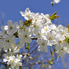 Spring is around the corner