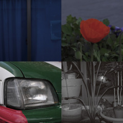 The Legend of Pine Forest