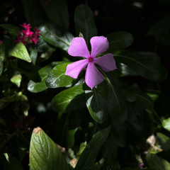 Ranin Manawach - Fave & Jebo