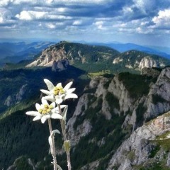 Lonesome Edelweiss