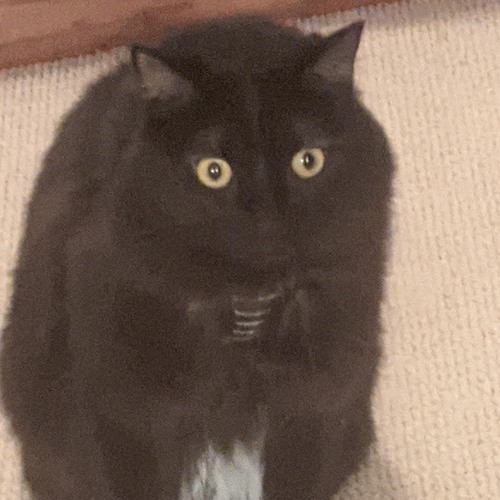 it’s all ur fault, get over it w sage prod me