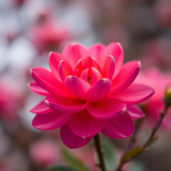 Blossom!