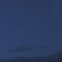 KNOW YOUR LOCAL w/carbon copies run blue