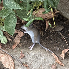 DARK CHISME - ADAM X