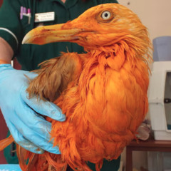 a seagull covered in curry