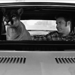 THERE'S A GD COUGAR IN THE CAR
