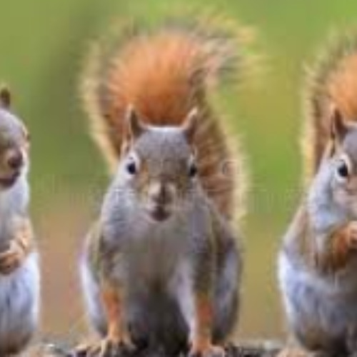 Squirrels Rapping Stream Squek nice squirrels funny rap idk prod. scooberttootuff_03 by ...