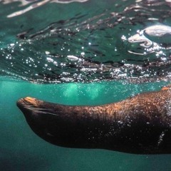 El COVID-19 amenaza la biodiversidad de las Islas Galápagos y su lucha contra el plástico