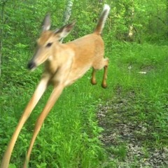 Yovice! - ;D ;) (zatru)