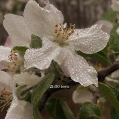 Apple Blossom
