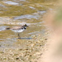 Little Ringed Plover Display - MixPre - 4079