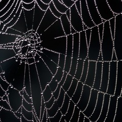 Black Widow - Ross Boyd, Matt Wheavil