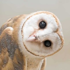 Chouette !!!