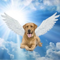 Pet Heaven