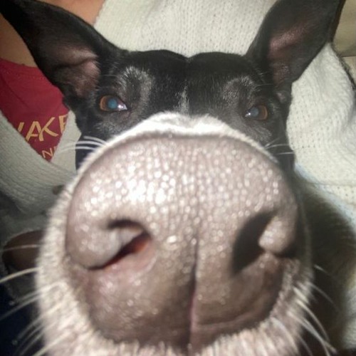 run it up!(greentop)