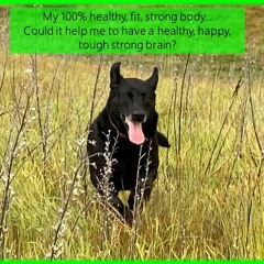 Why Has The Human Race Become So Fat Diseased, Weak And Depressed…with Rowie McEvoy