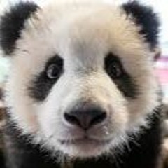 roux bennet - "pandemie panda"  20.März´20