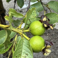 Ordinary Days 🌸🌱🌷 Días Ordinarios 🌹🌱🌺