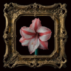1st Album "アマリリス" Track3.Lagrimas de Diablo