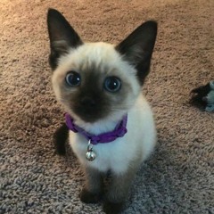 sofia netuno breakcore