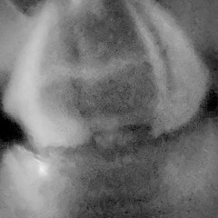 DFW FOES PROD WOKE & MAREK