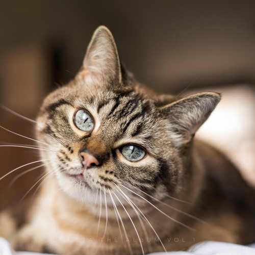I Once Knew A Cat