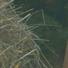 Epiphanie 2021 : homélie de Mgr Colomb