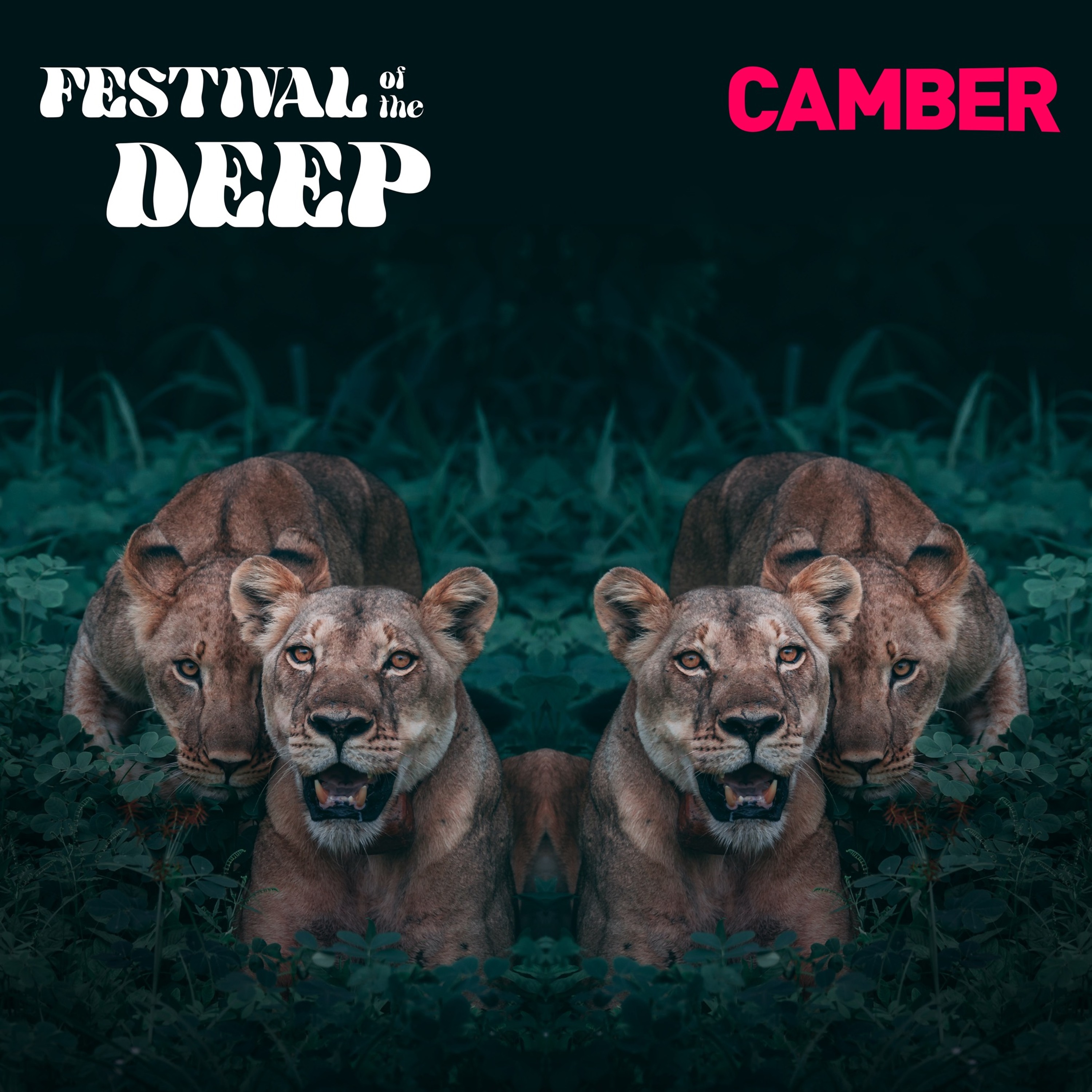 CAMBER