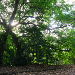 Dawn Chorus around a fig buffet