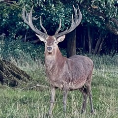 Inspired by Knepp - Deer vs Chinook