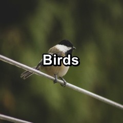 Forest Chickadees Music