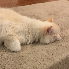 Cloud is a white rabbit