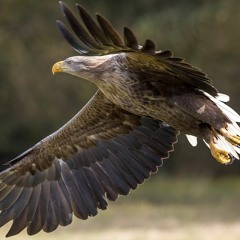 Corvids and White-tailed Eagles