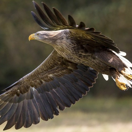 Corvids and White-tailed Eagles