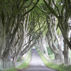 Dark Hedges - extract