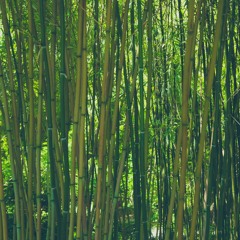 Loopable Jungle Relaxation Sound (feat. Rainforest Jungle Sleep Sound)