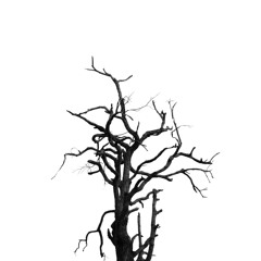 Tree Tops