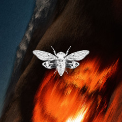 Fran Fernandez - Shadows