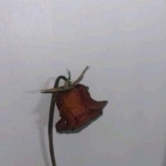 Bandz - (Ft Sheluvsbliss)