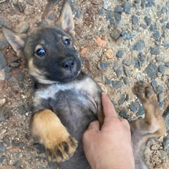 2IN1 DAU BOI VI AI X DUY HAI - KD.mp3