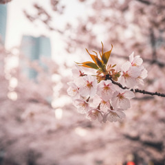 City Light Blossom