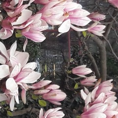 VIGDIS HANSA ELST-Meditation on seeing and being seen - live at Musique Femmes Festival  (Remix)