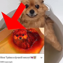 Брат не ходи збирати гриби